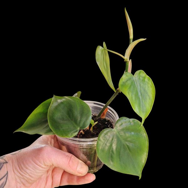 Product image of Philodendron scandens