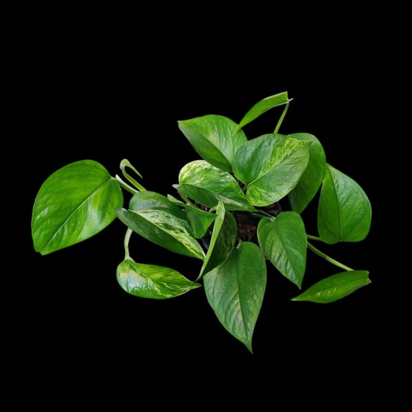 Product image of  Epipremnum Marble Queen