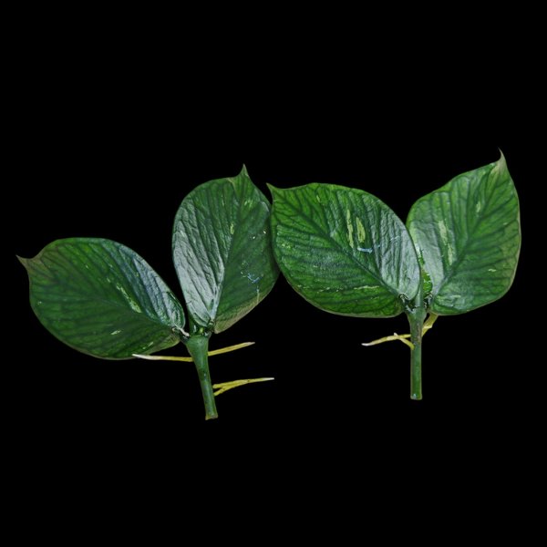 Product image of Hoya Polyneura (pistokas)