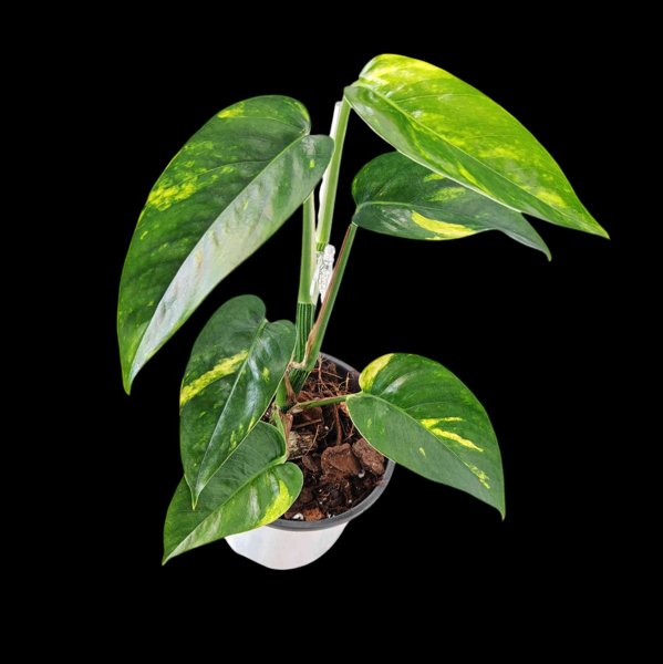 Product image of  Epipremnum pinnatum Sunburst