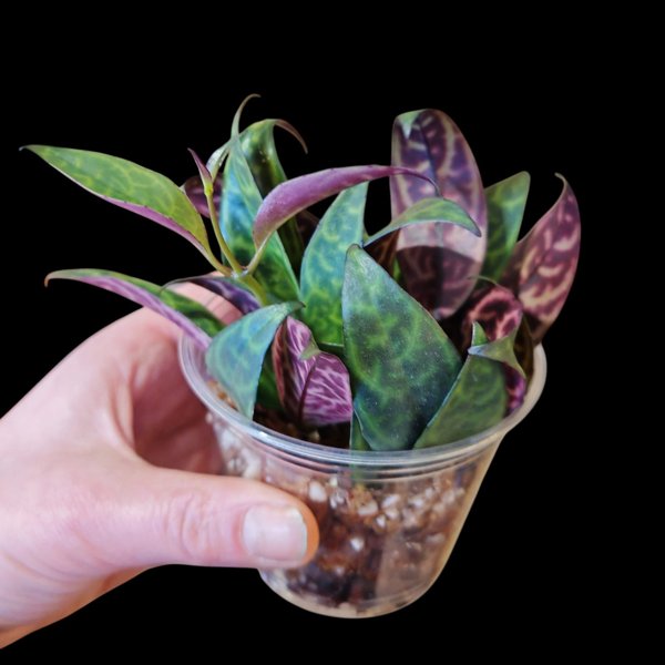 Product image of Aeschynanthus marmoratus (pistokas)