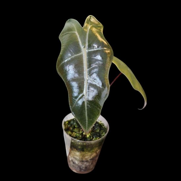 Product image of Alocasia Pseudo Sanderiana "variegata" *2-laatuinen*