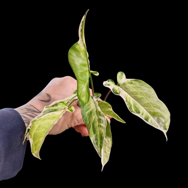 Product image of Syngonium Starlite (pistokas)