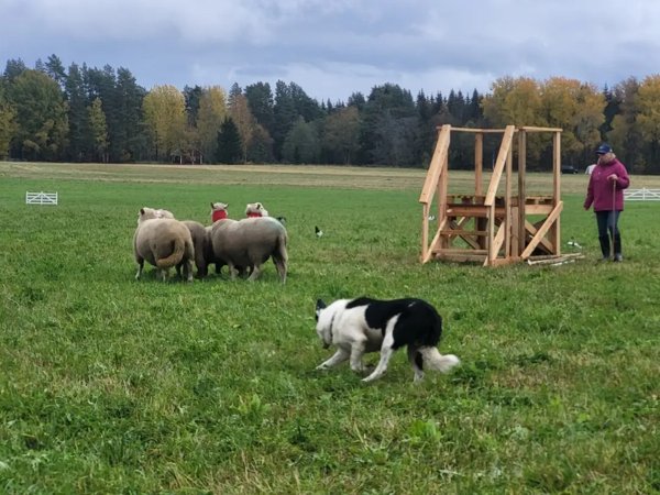 Product image of  Paimennustreeni (yksäri 30 min) ti 26.5. klo 18