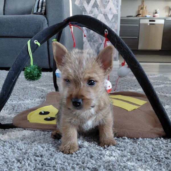 Product image of  Puppy Relax, La 25.4. klo 15.30-16.30