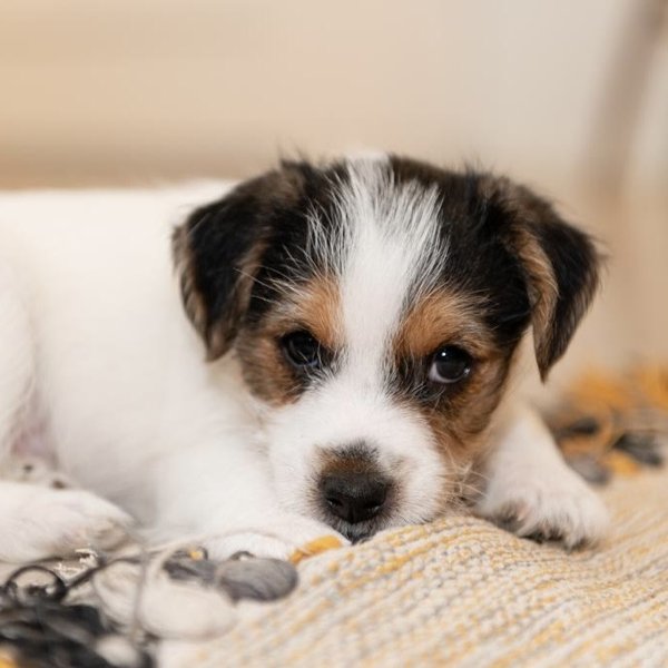 Product image of  Puppy Relax, La 25.4. klo 12-13