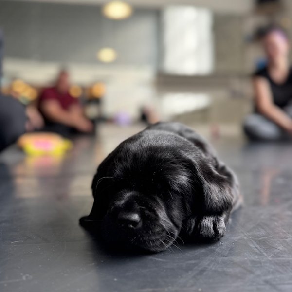 Product image of  Puppy Relax, Ke 22.4. klo 13.10-14.10