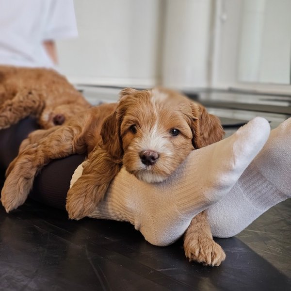 Product image of  Puppy Relax, Su 19.4. klo 10-11