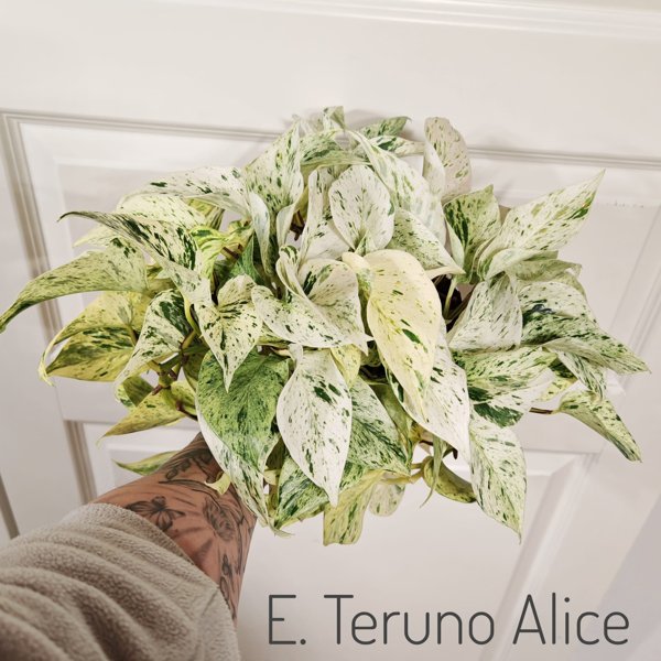 Product image of  Epipremnum Teruno Alice (pistokas)