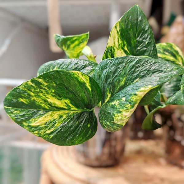 Product image of  Epipremnum Teruno Bumpy (pistokas)