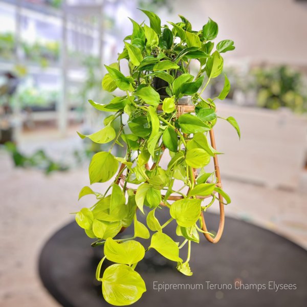 Product image of  Epipremnum Teruno Champs Elysees (pistokas)