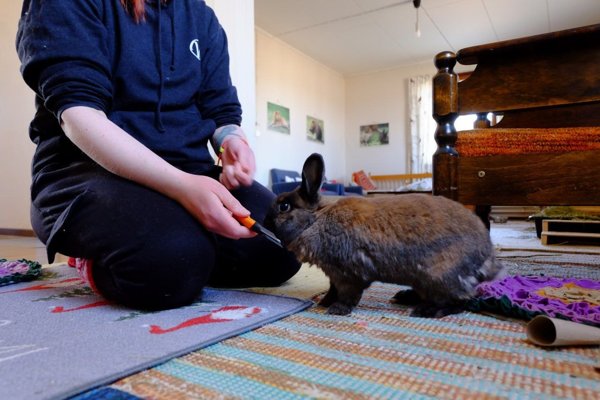 Product image of Käsittely kanille kivaksi- webinaari TI 5.5. KLO: 18