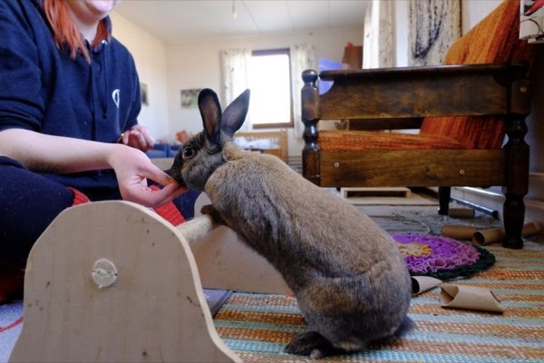 Product image of Kanin koulutuksen ABC- webinaari TO 23.4. KLO: 18