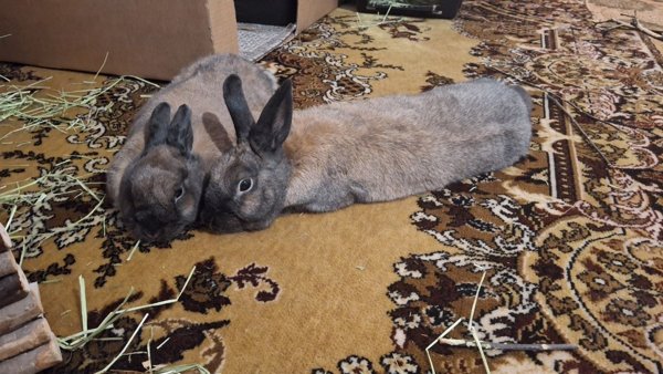 Product image of Huonosti käyttäytyvät kanit- webinaari TI 12.5. KLO: 18