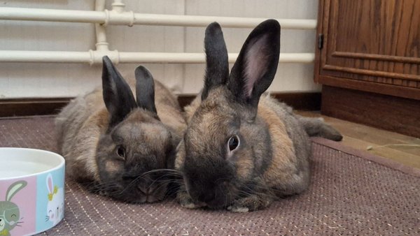 Product image of Loikkien kohti ystävyyttä- webinaari MA 20.4. KLO: 18