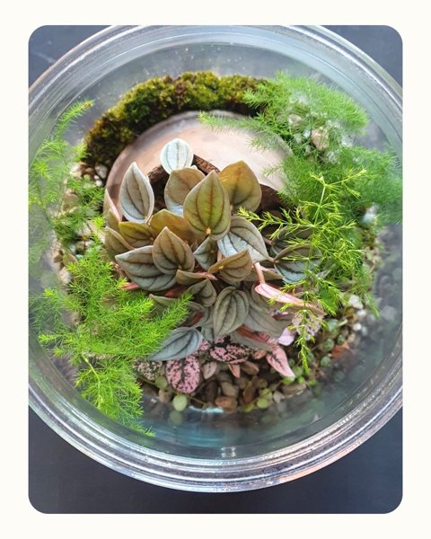 Product image of Lapsi-Aikuinen: KASVITERRAARIO: Ekosysteemi lasipurkissa