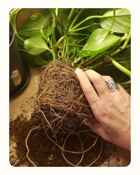 Product image of RUUKUNVAIHDON ABC