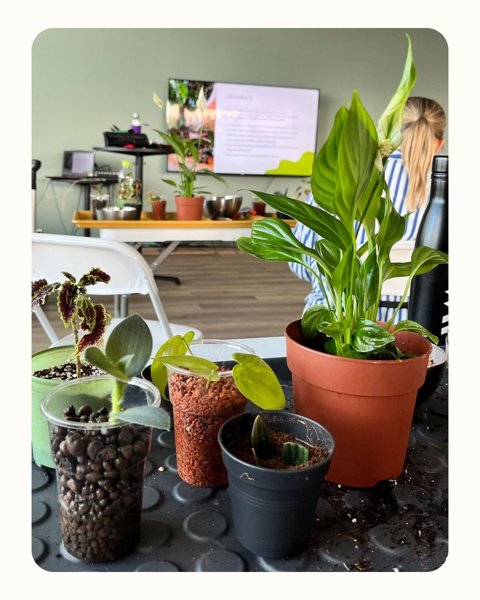 Product image of PISTOKKAIDEN SALAT