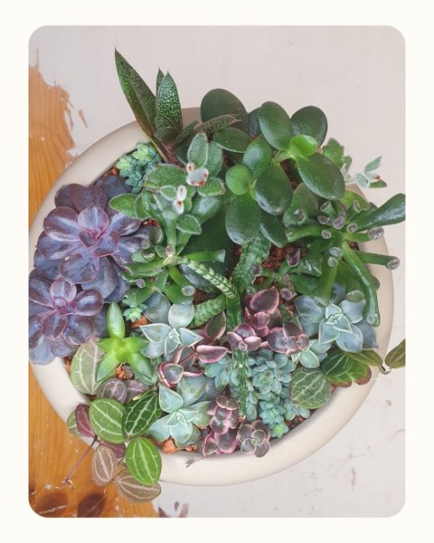 Product image of IHANA MEHIKASVIKULHO