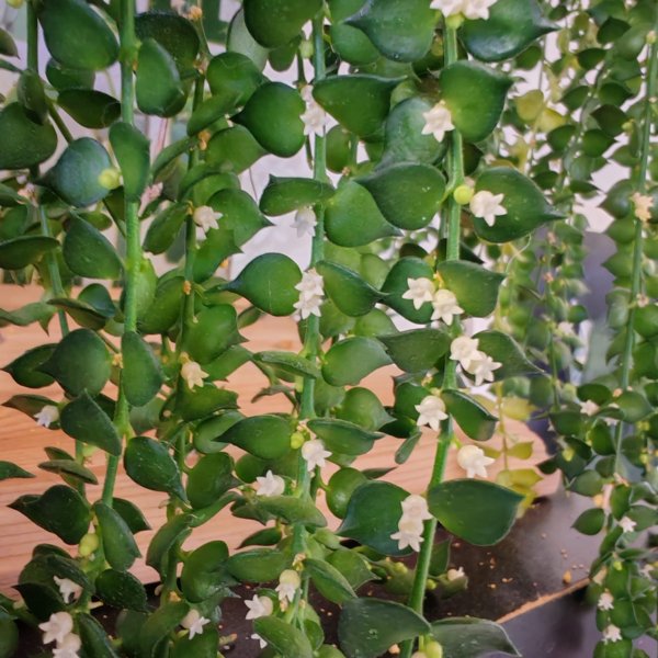 Product image of Dischidia ruscifolia "Miljoona sydäntä" (pistokas)