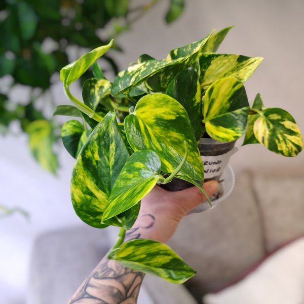 Product image of  Epipremnum Teruno Junior (pistokas)