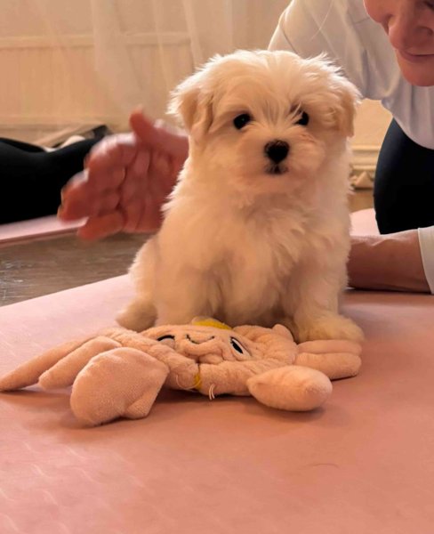 Product image of  La 2.5.2026 klo11.15-12.15