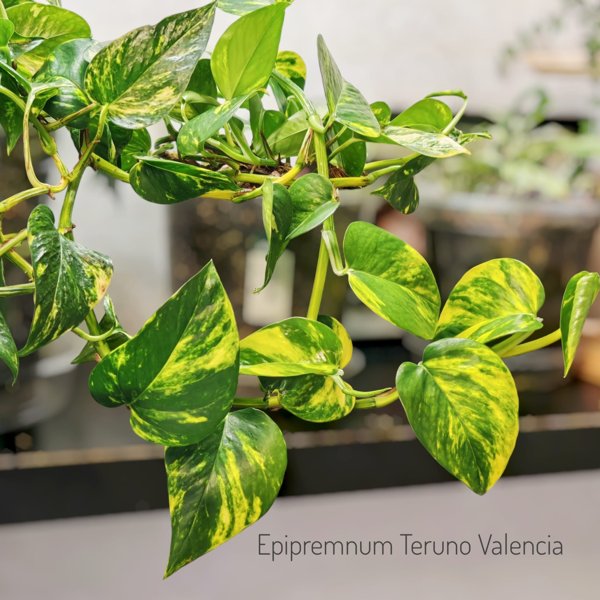 Product image of  Epipremnum Teruno Valencia