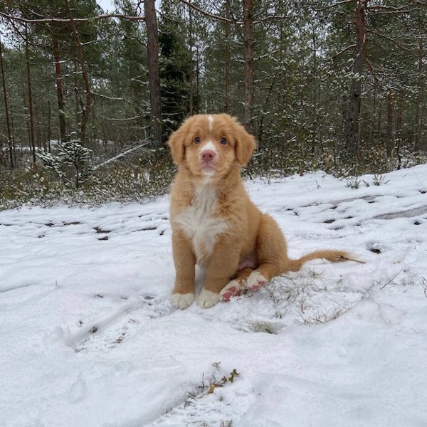 Product image of  Puppy Relax, La 18.4. klo 10-11