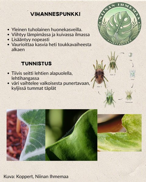 Product image of  Vihannespunkki