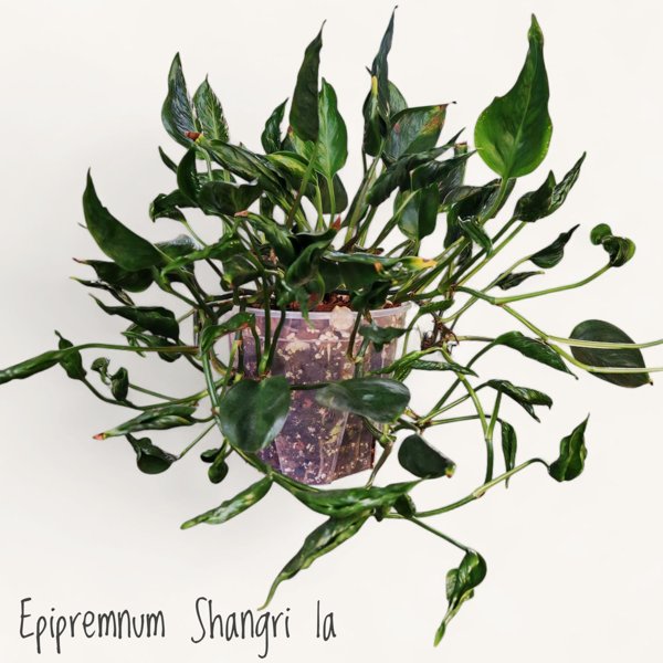 Product image of  Epipremnum Shangri la (pistokas)