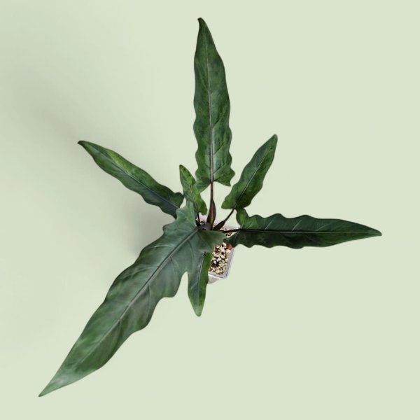 Product image of  Alocasia Lauterbachiana variegata (mukula)