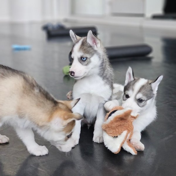 Product image of  Puppy Relax, La 16.5. klo 12-13