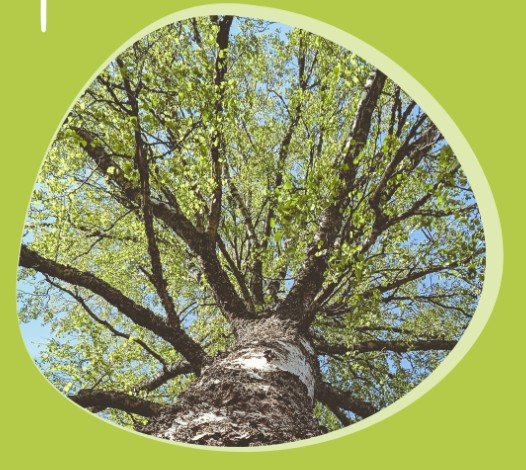 Product image of  Kaiu, kevät- Peruslippu