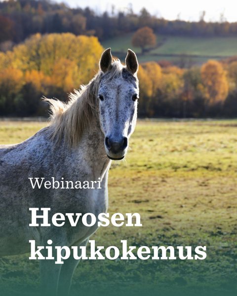 Product image of  Hevosen kipukokemus - opi ymmärtämään kipua -webinaari