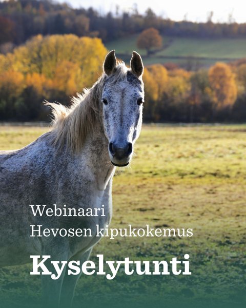 Product image of  Hevosen kipukokemus - webinaarin kyselytunti
