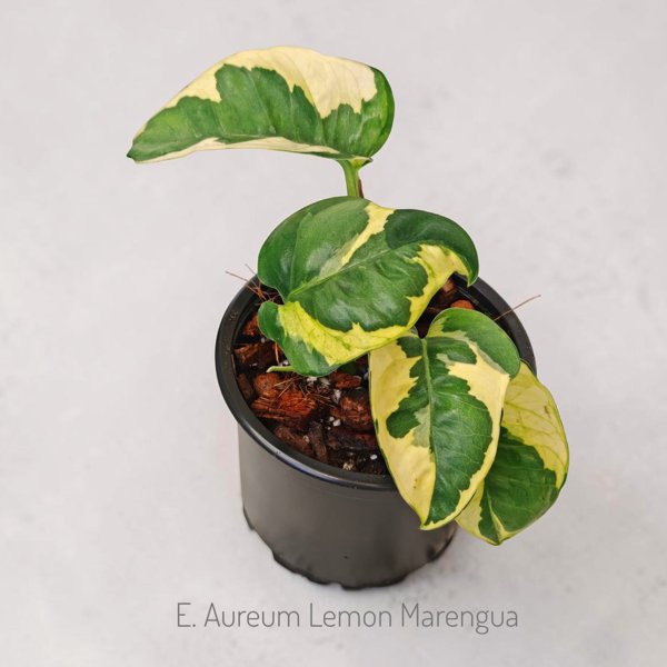 Product image of  Epipremnum aureum Lemon Marenque