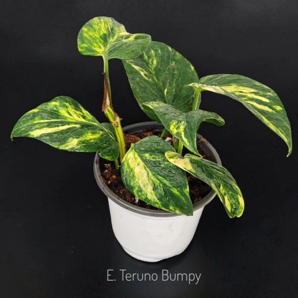 Product image of  Epipremnum Teruno Bumpy