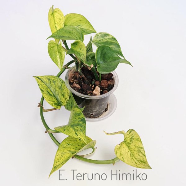 Product image of  Epipremnum Teruno Himiko