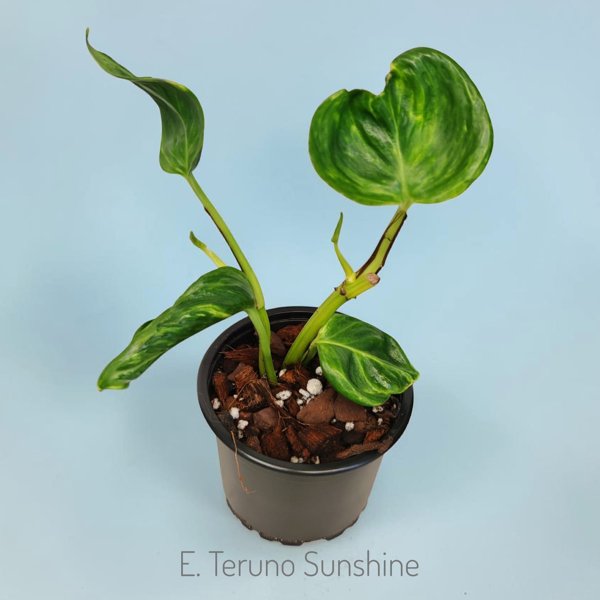 Product image of  Epipremnum Teruno Sunshine