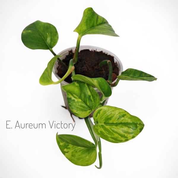 Product image of  Epipremnun aureum Victory