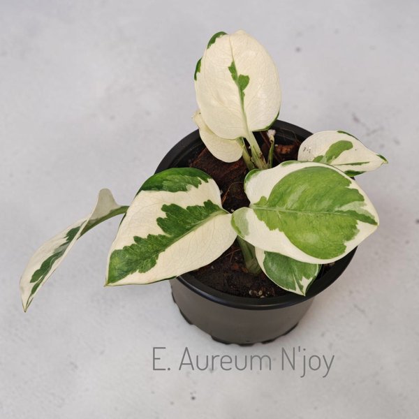 Product image of  Epipremnum aureum N'joy