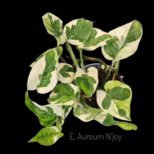 Product image of  Epipremnum aureum N'joy
