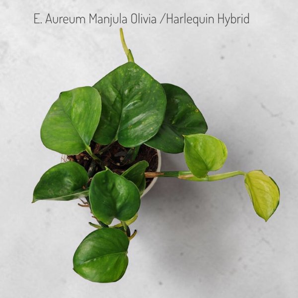 Product image of  Epipremnum aureum Manjula Olivia / Harlequin Hybrid