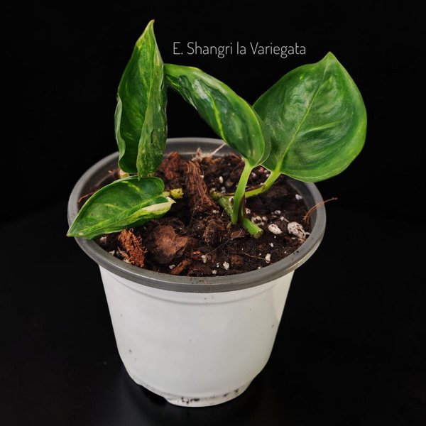 Product image of  Epipremnum Shangri la variegata