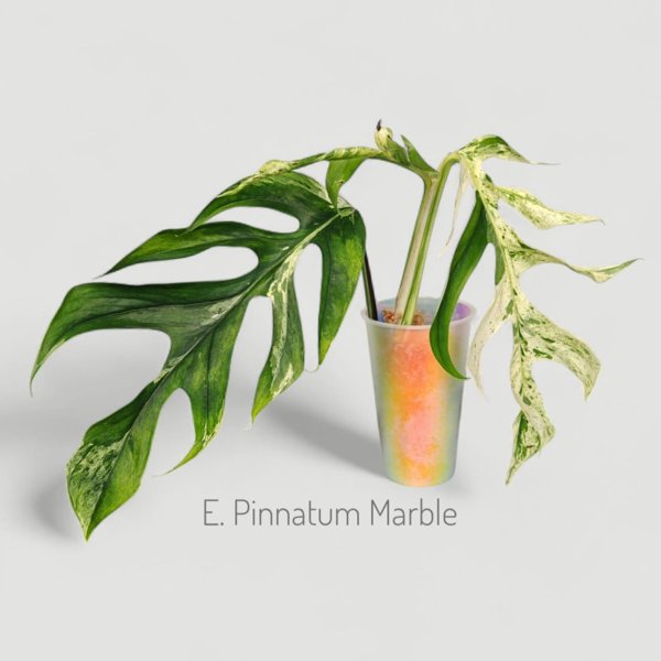 Product image of  Epipremnum Pinnatum Marble (Pistokas)