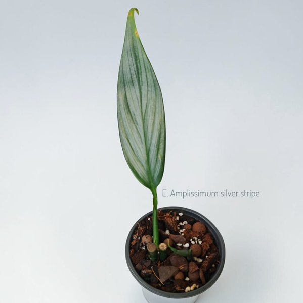 Product image of  Epipremnum Amplissimum Silver Stripe