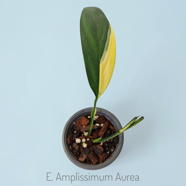 Product image of  Epipremnum amplissimum Aurea