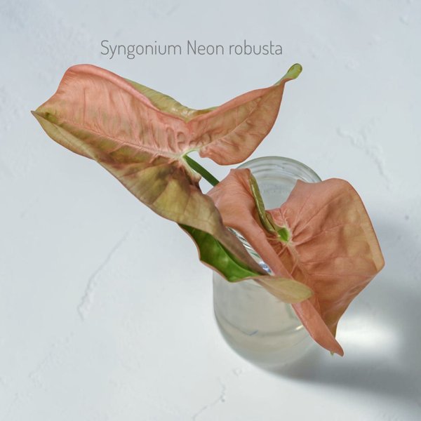 Product image of  Syngonium Neon Robusta (pistokas)