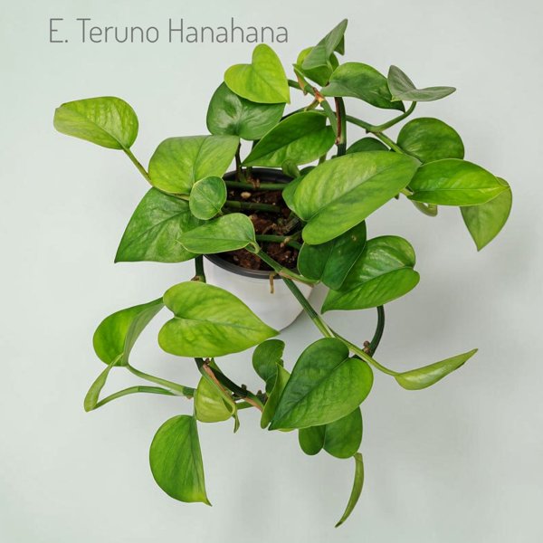 Product image of  Epipremnum Teruno Hanahana
