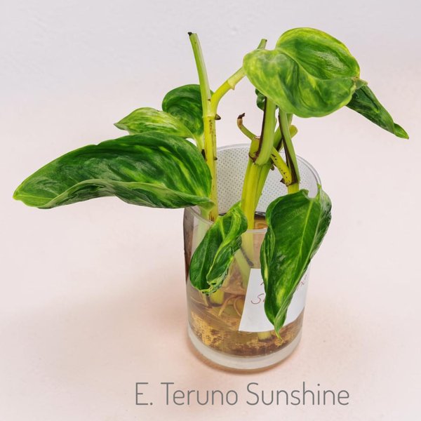 Product image of  Epipremnum Teruno Sunshine (pistokas)